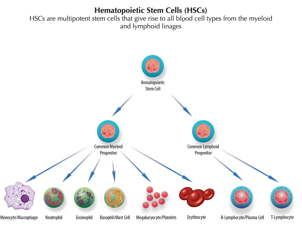 Hemaotpoietic Stem CElls